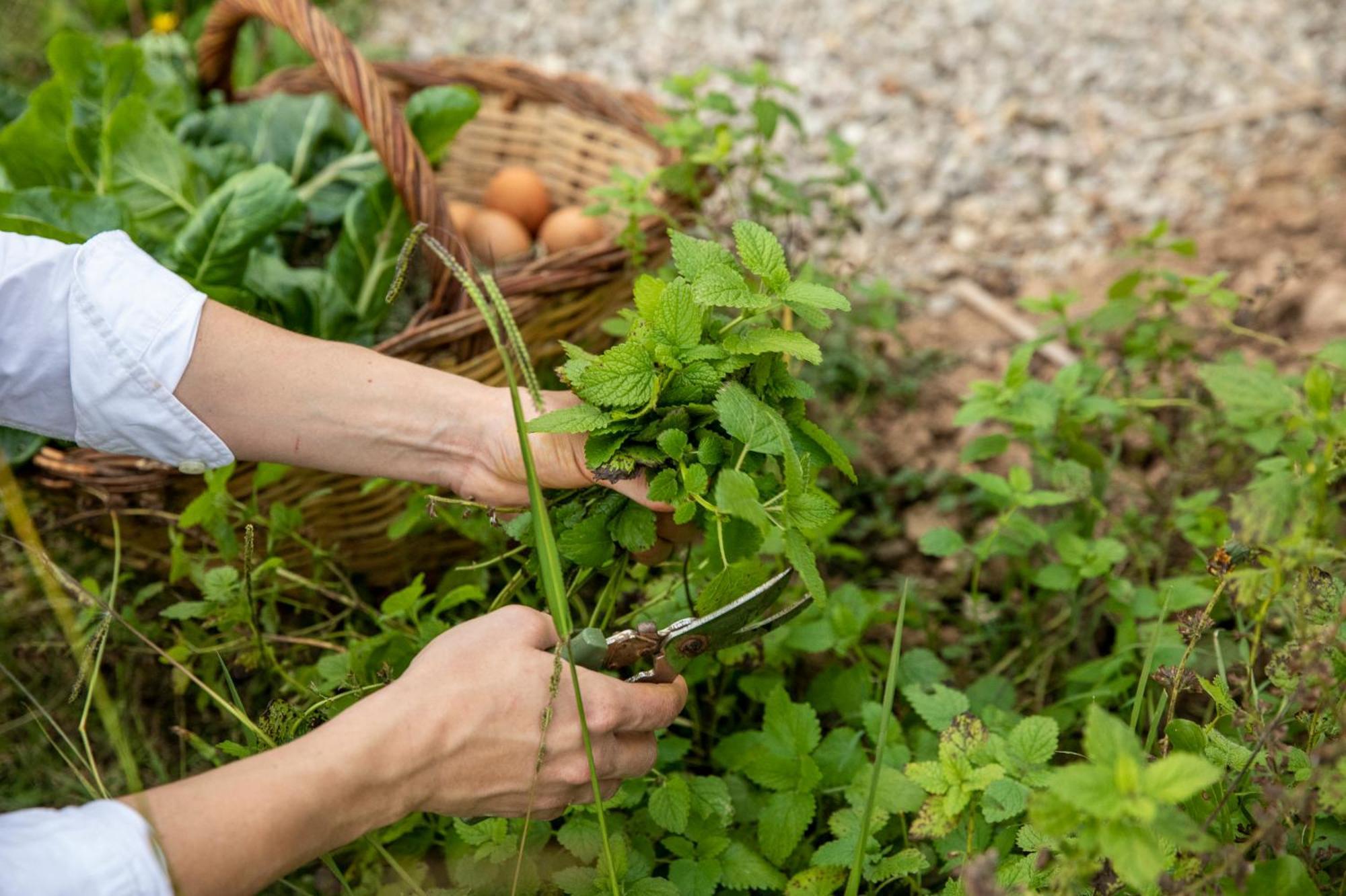 La Pinya Casa Rural Mas Garganta מראה חיצוני תמונה